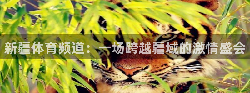 鲸鱼体育免费直播nba：新疆体育频道：一场跨越疆域的激情盛会